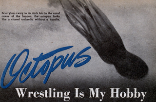 Illustration for article titled Octopus Wrestling, A Sport That Amounted To Cephalopod Home Invasion